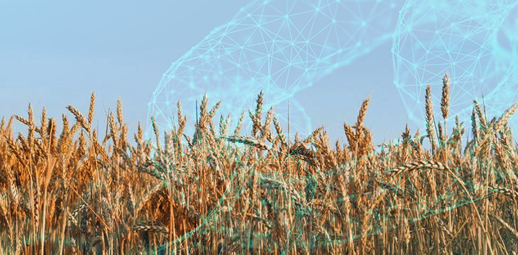 25,000MT of Black Sea wheat traded on blockchain