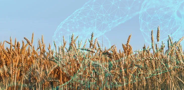 25,000MT of Black Sea wheat traded on blockchain