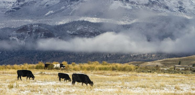 Beef-tracking will be easier as BeefChain receives USDA certification