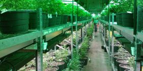 Canada cannabis blockchain pilot hailed ‘future of medical cannabis’