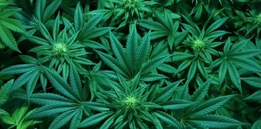 Arizona allows marijuana-focused stablecoin to join FinTech sandbox