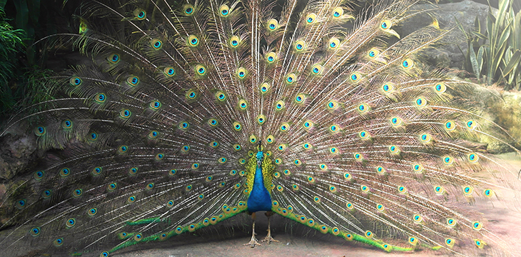 Beautiful peacock with spread tail and wings in zoo or reserve