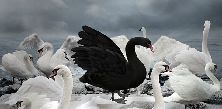 The black swan with many white swans