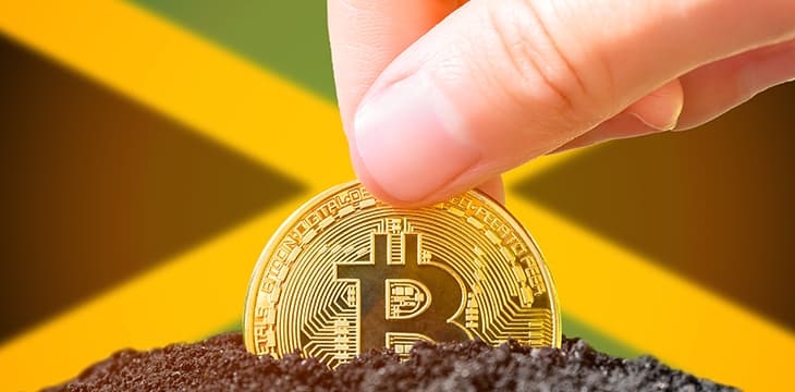Planting bitcoin coin in the ground on the background of the flag of Jamaica.