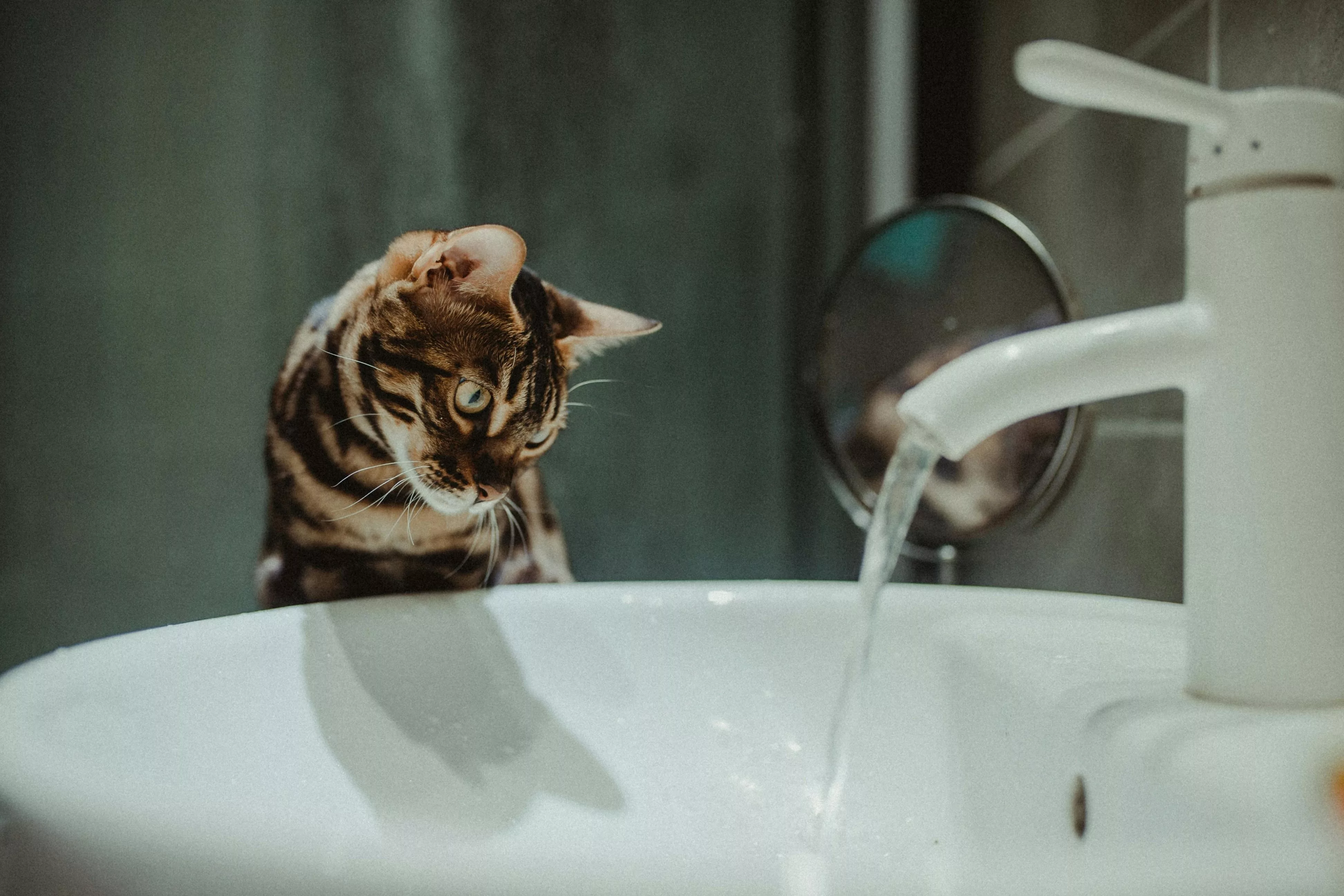 Cat on sink