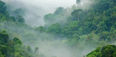 AI for smart rainforest