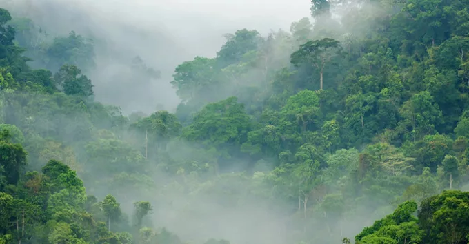 AI for smart rainforest