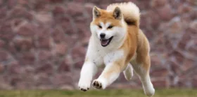 Active Japanese akita dog runs for a walk