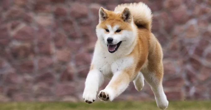 Active Japanese akita dog runs for a walk