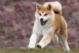 Akita dog society turns to blockchain for pedigree certificates
