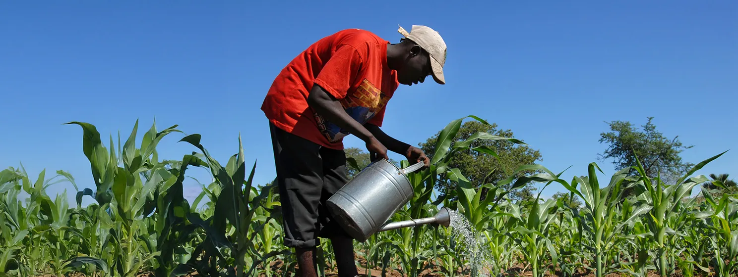 African farmer watering sugar cane in field