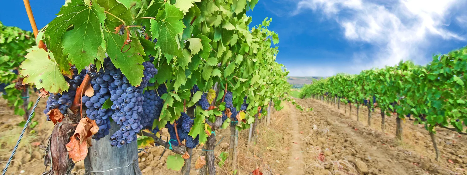 Vineyards and ripe grapes, Italy