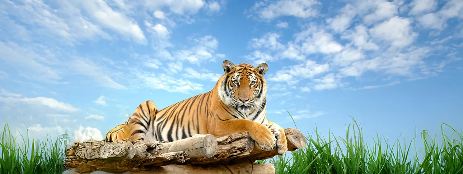 India's Bengal tiger