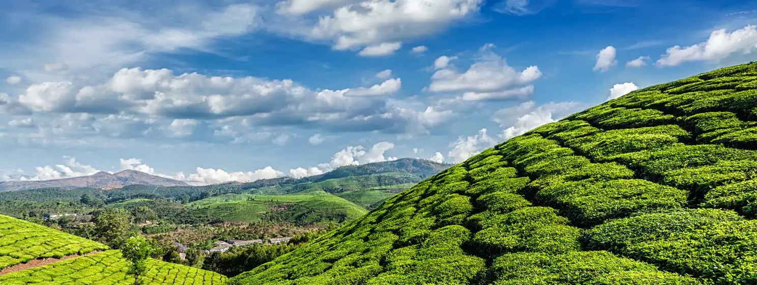 Green tea plantations in Munnar, Kerala, India