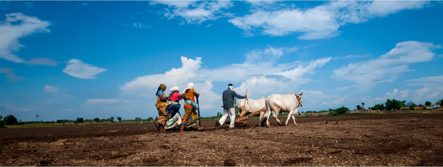 Farmers working in field with cows in India
