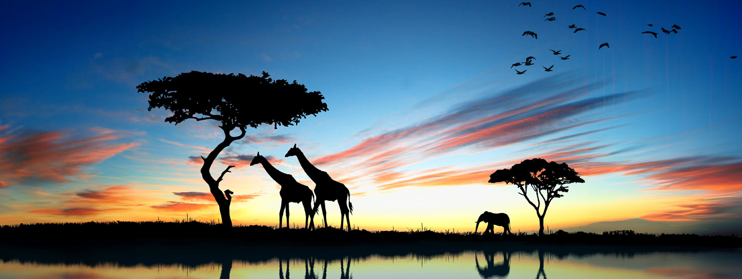 Safari in Africa - Silhouette of wild animals reflection in water