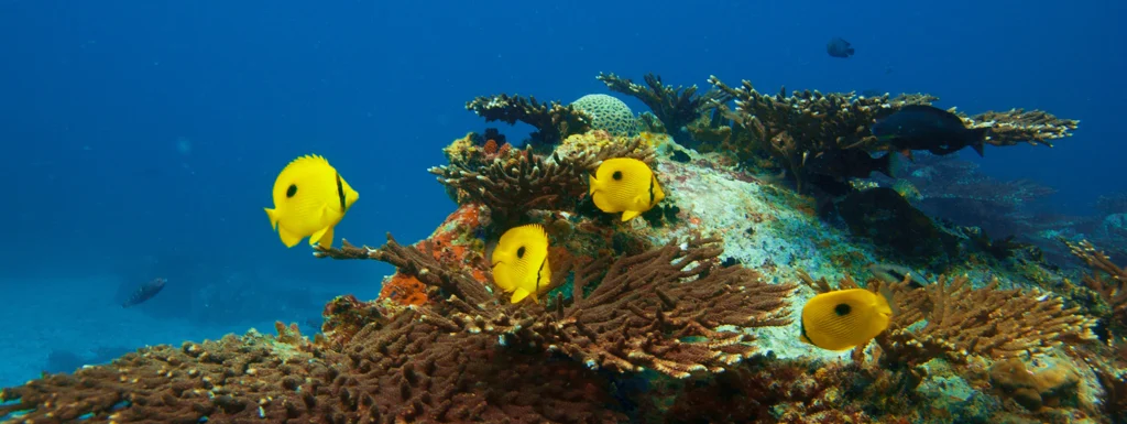 Zanzibar introduces digital payments for marine parks