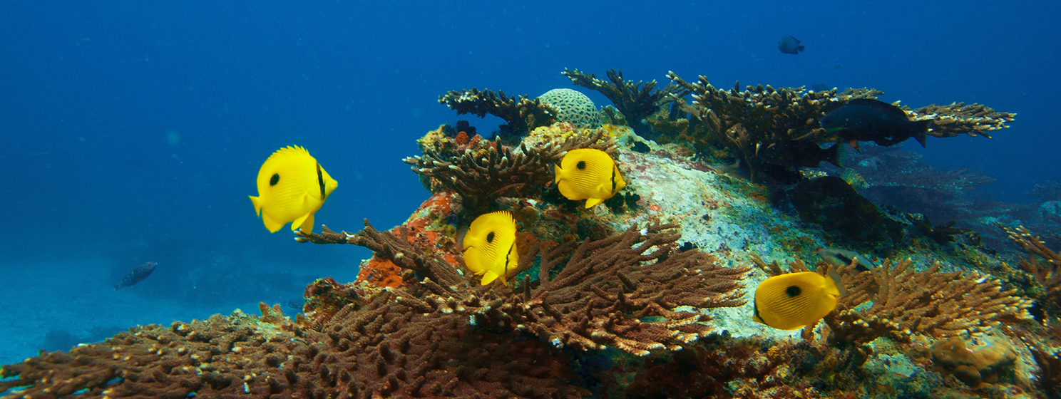 Tropical fish Zanzibar Butterflyfish