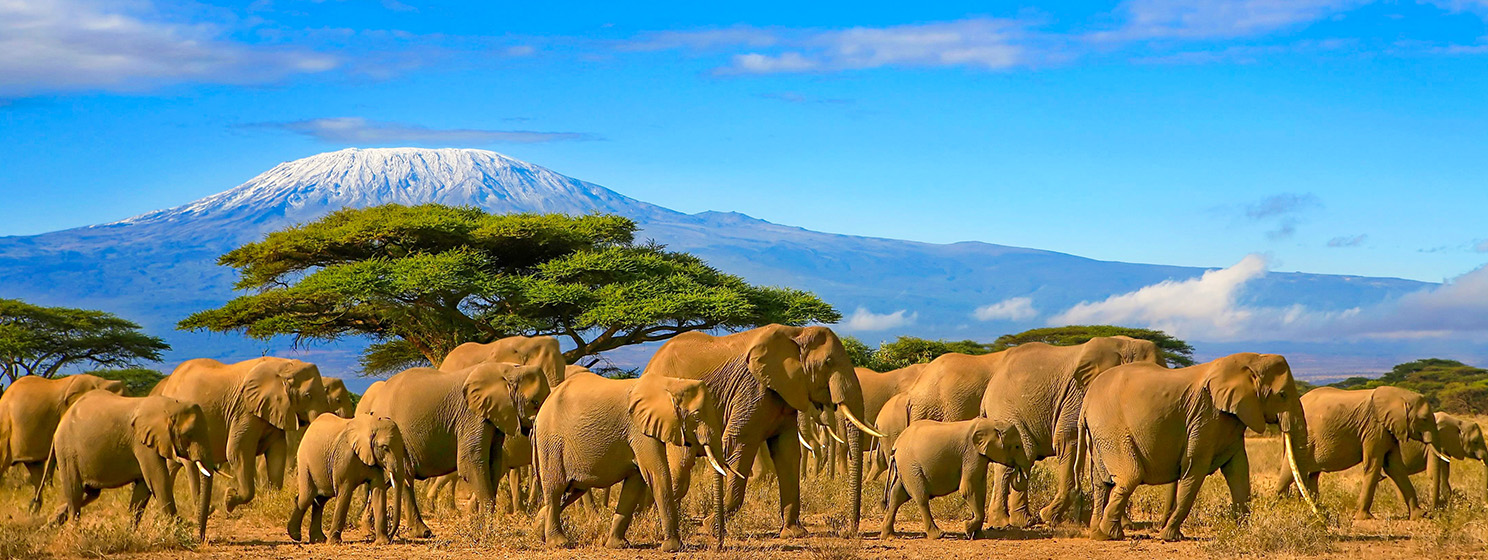 Kilimanjaro Tanzania African Elephants Safari Kenya.